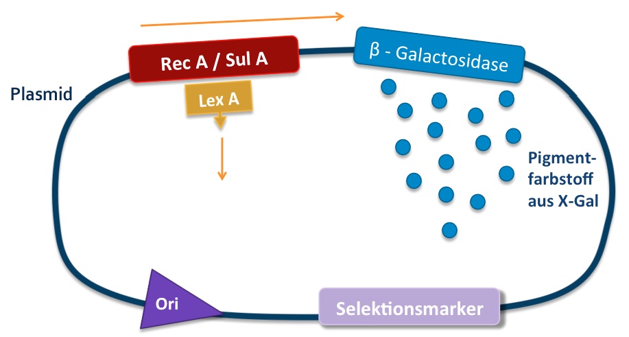 tl_files/arbeitsgemeinschaften/synbiologie/SynBiologie (int)/plasmid.jpg